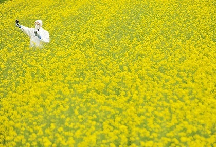 gm-canola.jpg