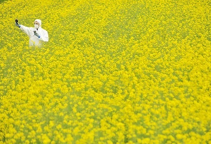 gm-canola.jpg