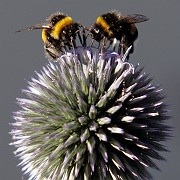 Beeonflower