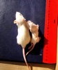 Gm Research Showing Same Age Mice Differences