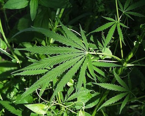 750px-Marijuana.jpg