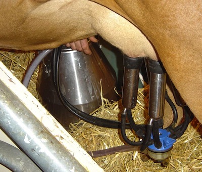 Cow_milking_machine_in_action_DSC04132.jpg